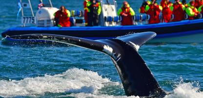 Tale of humpback whale